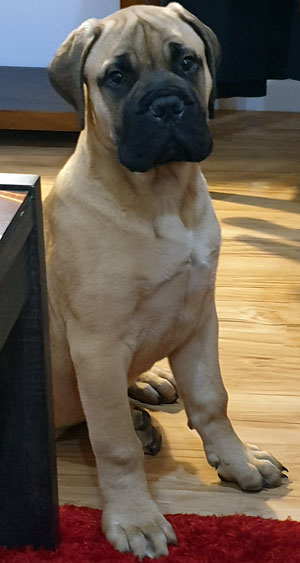 Introduction to Locki – Pure Heart Bullmastiffs