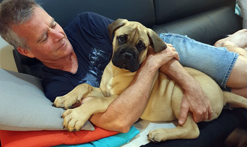 Introduction to Locki – Pure Heart Bullmastiffs
