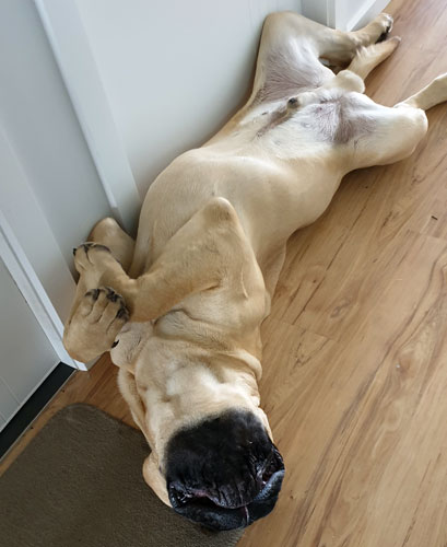 Introduction to Locki – Pure Heart Bullmastiffs