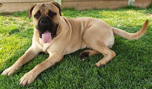Introduction to Locki – Pure Heart Bullmastiffs
