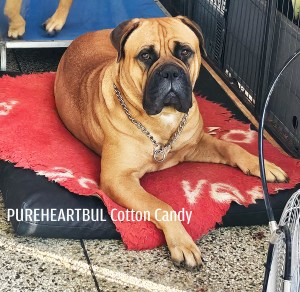 PUREHEARTBUL Cotton Candy proir to her final visit to the vets.